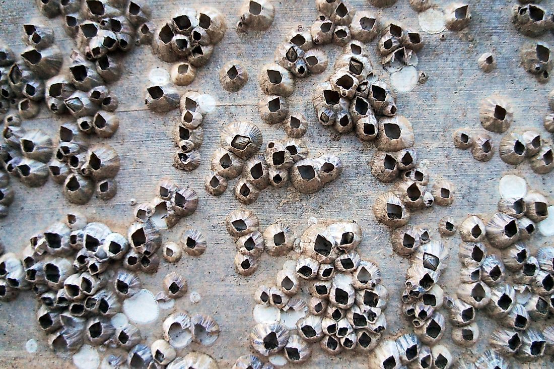 Trypophobia, the fear of clusters of small holes, has become popular on social media.