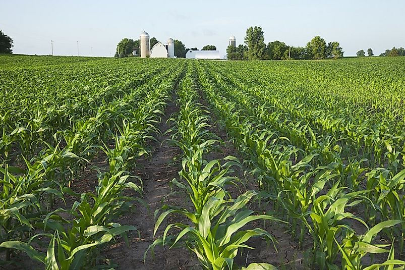 A crop of young corn grows in the state of Minnesota, USA.