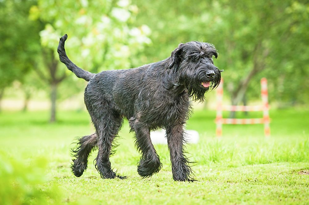 A Giant Schnauzer.