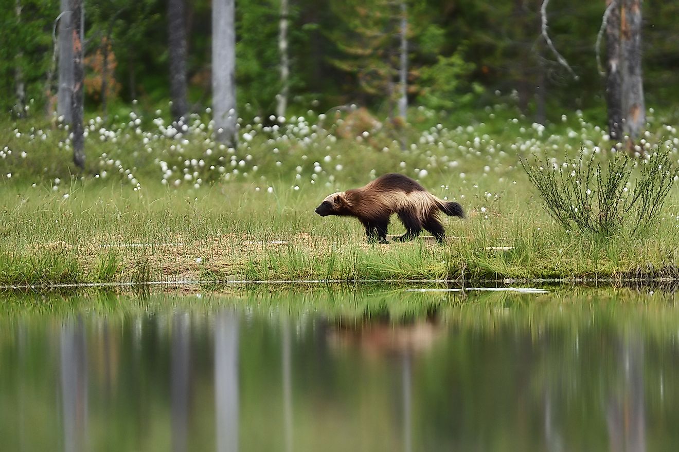 Wolverine running in a forest landscape. Image credit: Erik Mandre/Shutterstock.com