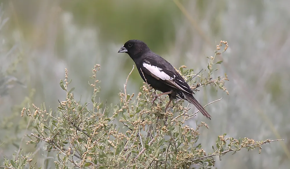 Breeding males usually have a jet-black body and white wings.