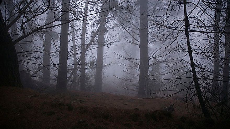 High humidity in Polipoli Spring State Recreation Area, Maui, Hawaii, USA.