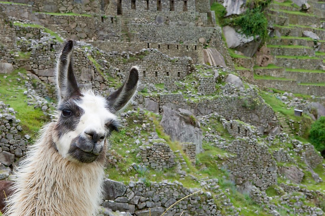 Llamas are known as shy and gentle animals. 