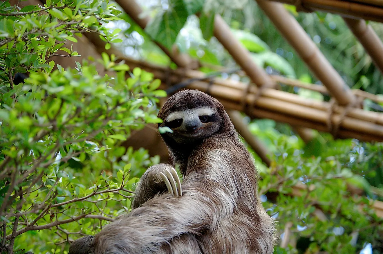 A sloth hugging onto a tree branch.