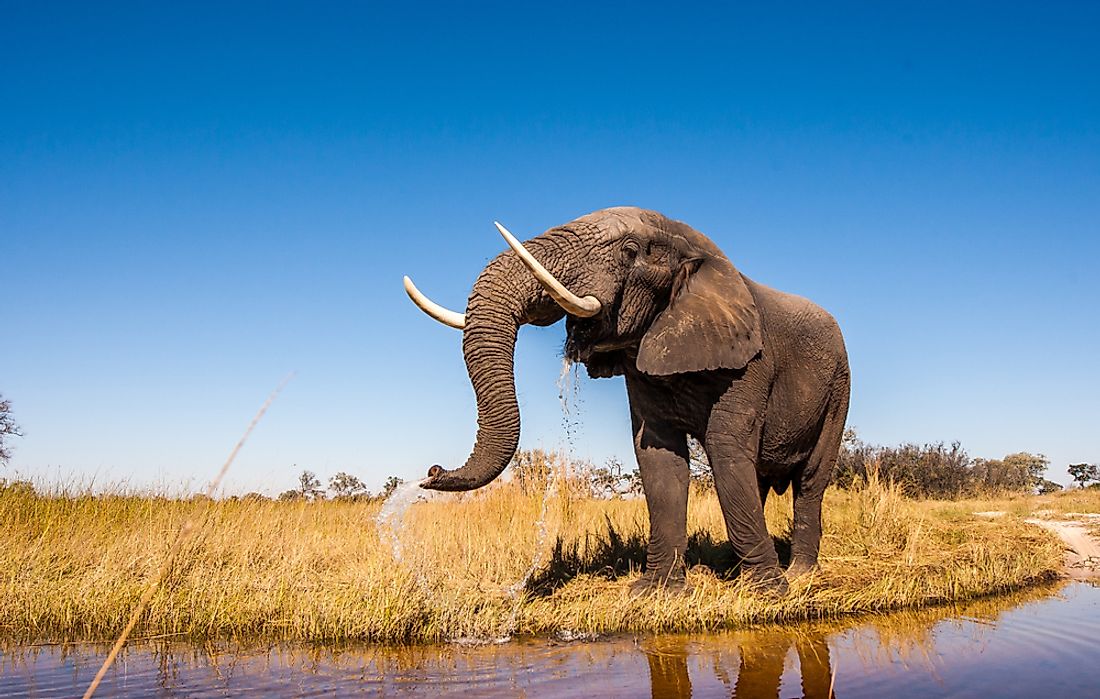 Kenya Animals — Animals That Live in Kenya - WorldAtlas