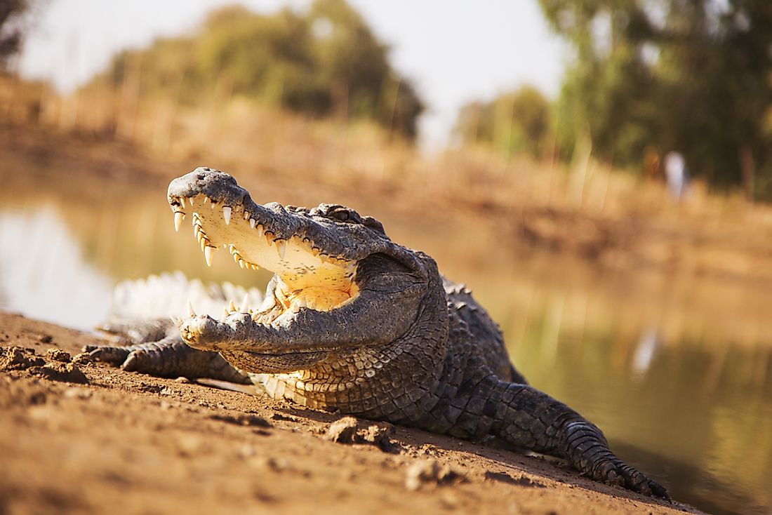 Crocodiles are just one of the many species that can be found in Burkina Faso. 