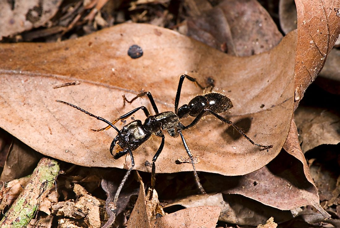 A Dinoponera ant.