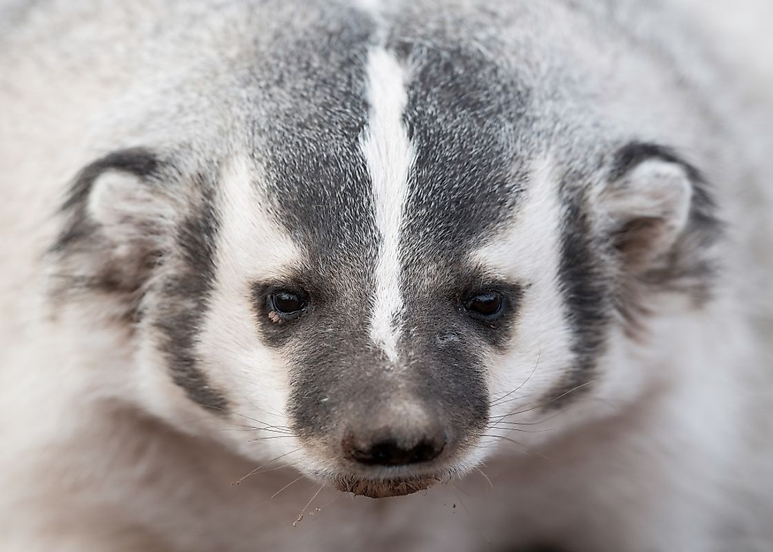 The sight of an American Badger is a scary experience for the prey it digs up from out of the earth.