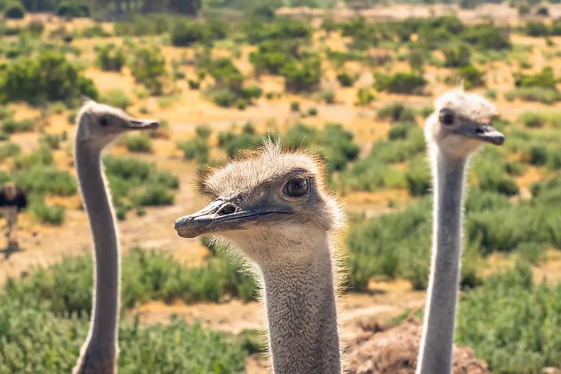 Ostriches have the largest eyes out of any bird in the world.
