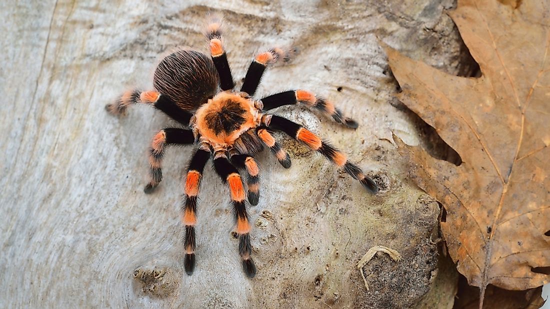 There are 40,000 species of spiders, including 900 species of tarantulas.  