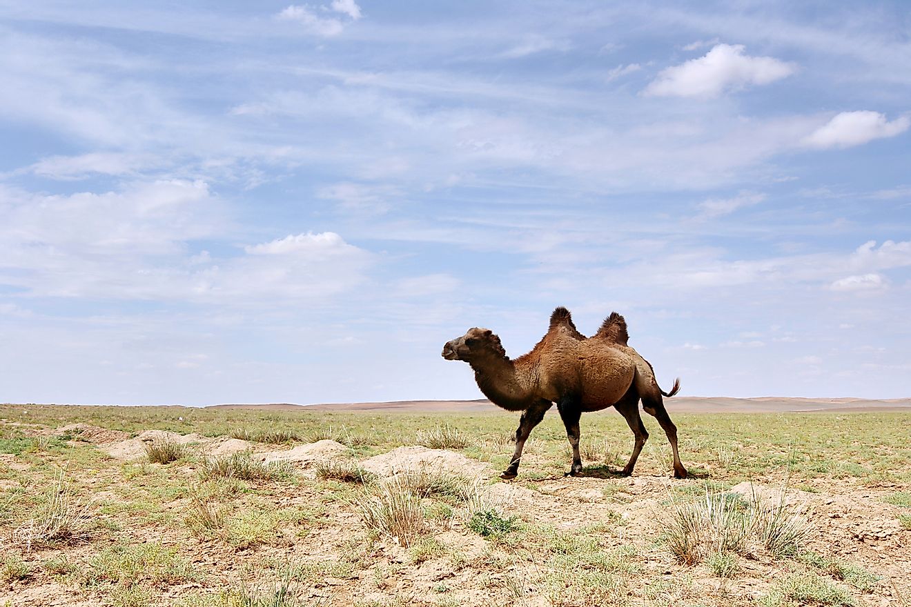 A wild Bactrian camel in the Gobi Desert of Mongolia. Image credit: joyfull/Shutterstock.com