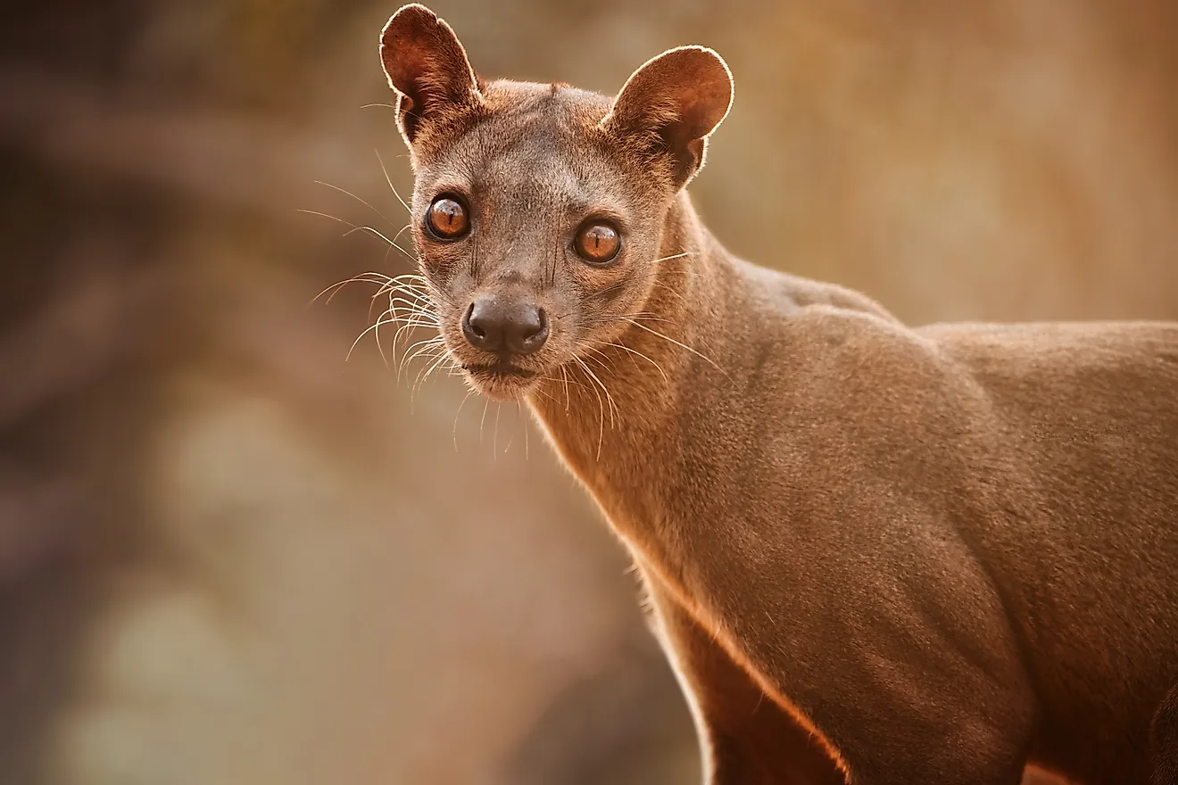 A fossa from Madagascar.