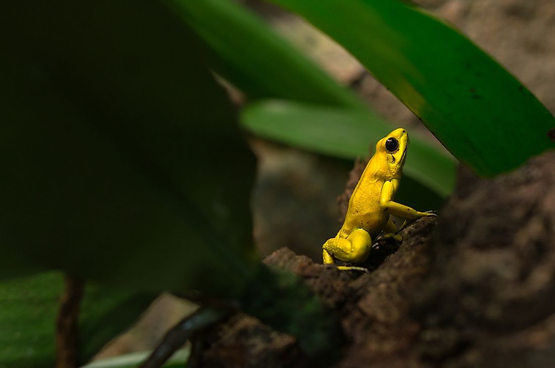 A golden poison dart frog. 