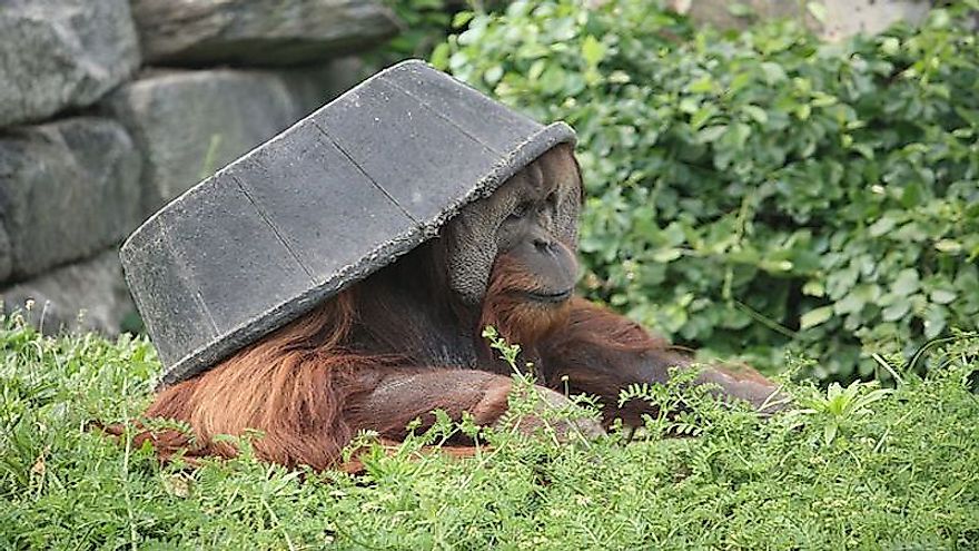 Sumatran Orangutan at the Philadelphia Zoo.