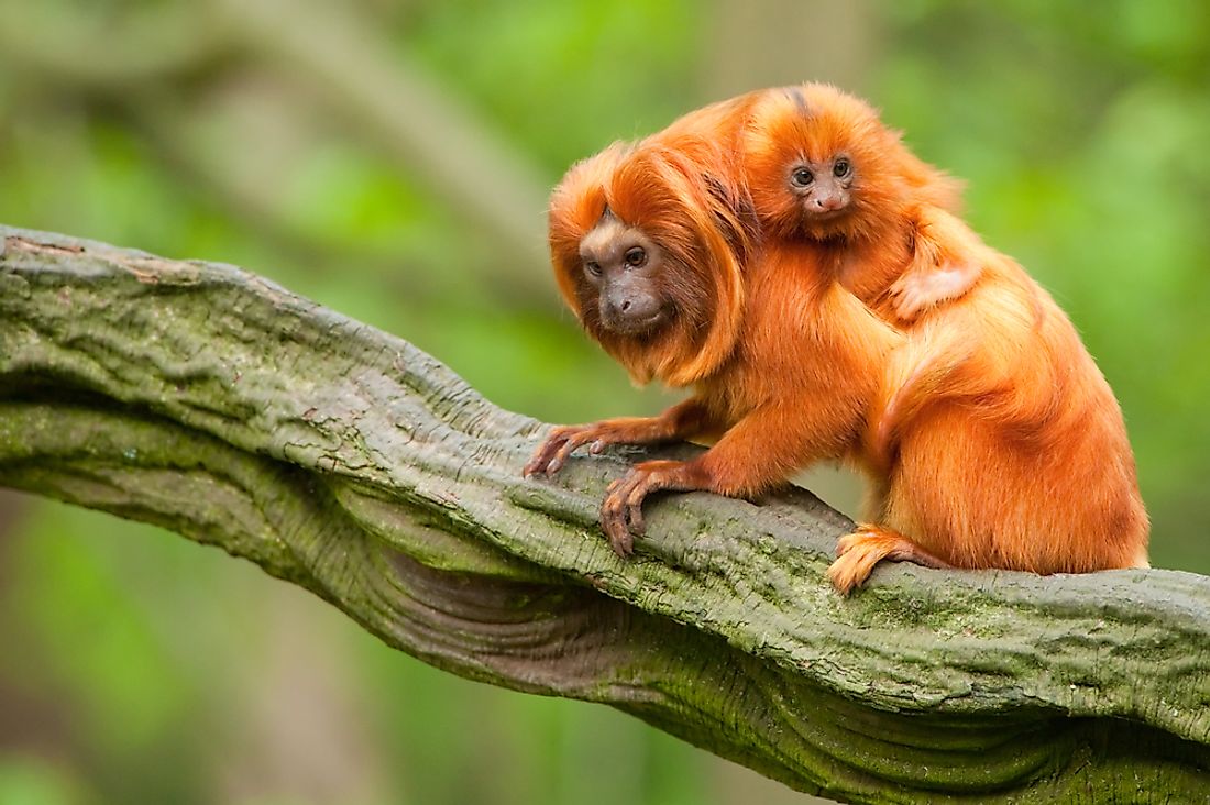 An adult golden lion tamarin with baby. 