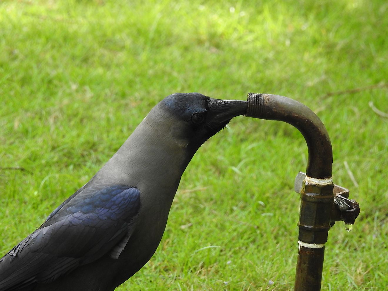 Crow drinking water from a tap. Image credit: Anishz/Shutterstock.com