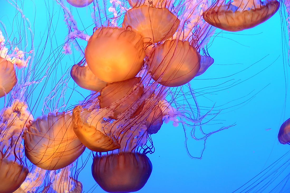 There are many species of jellyfish found in the world's oceans. 