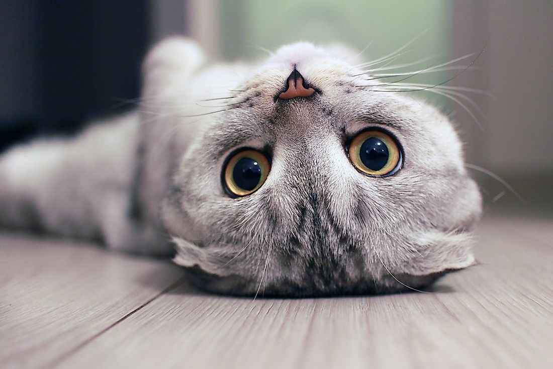 A Scottish fold lying on its back. 