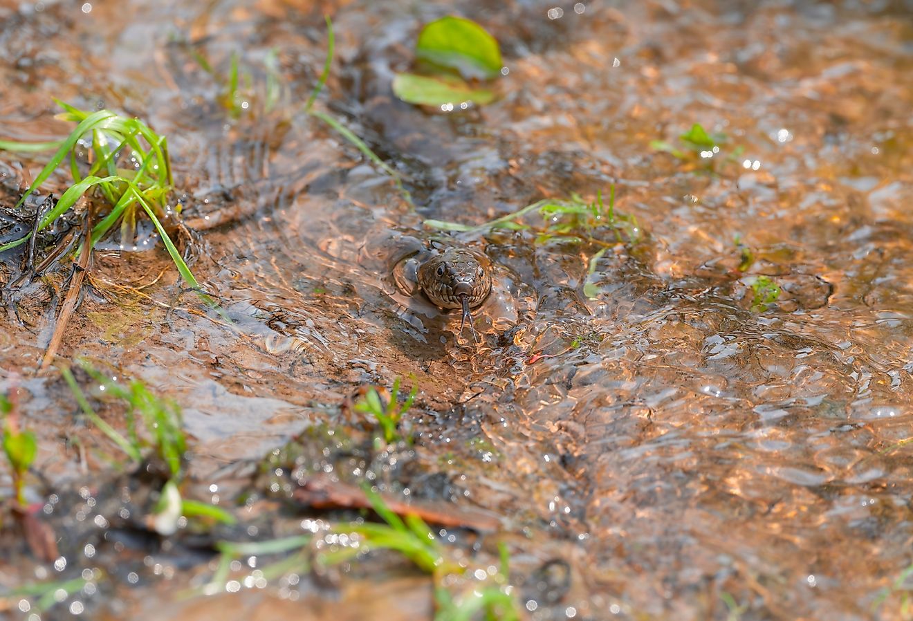Water snake in the Delaware River
