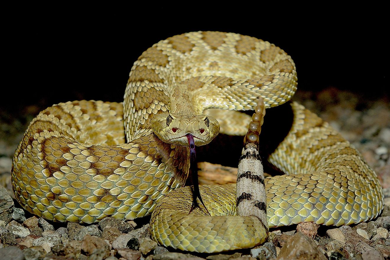 A Mohave rattlesnake.