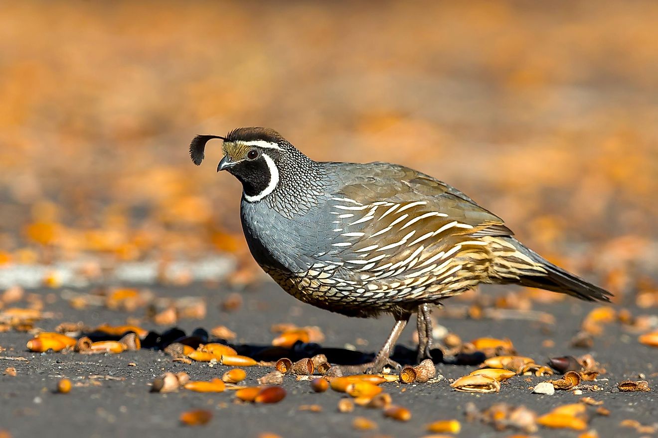 A male California quail.