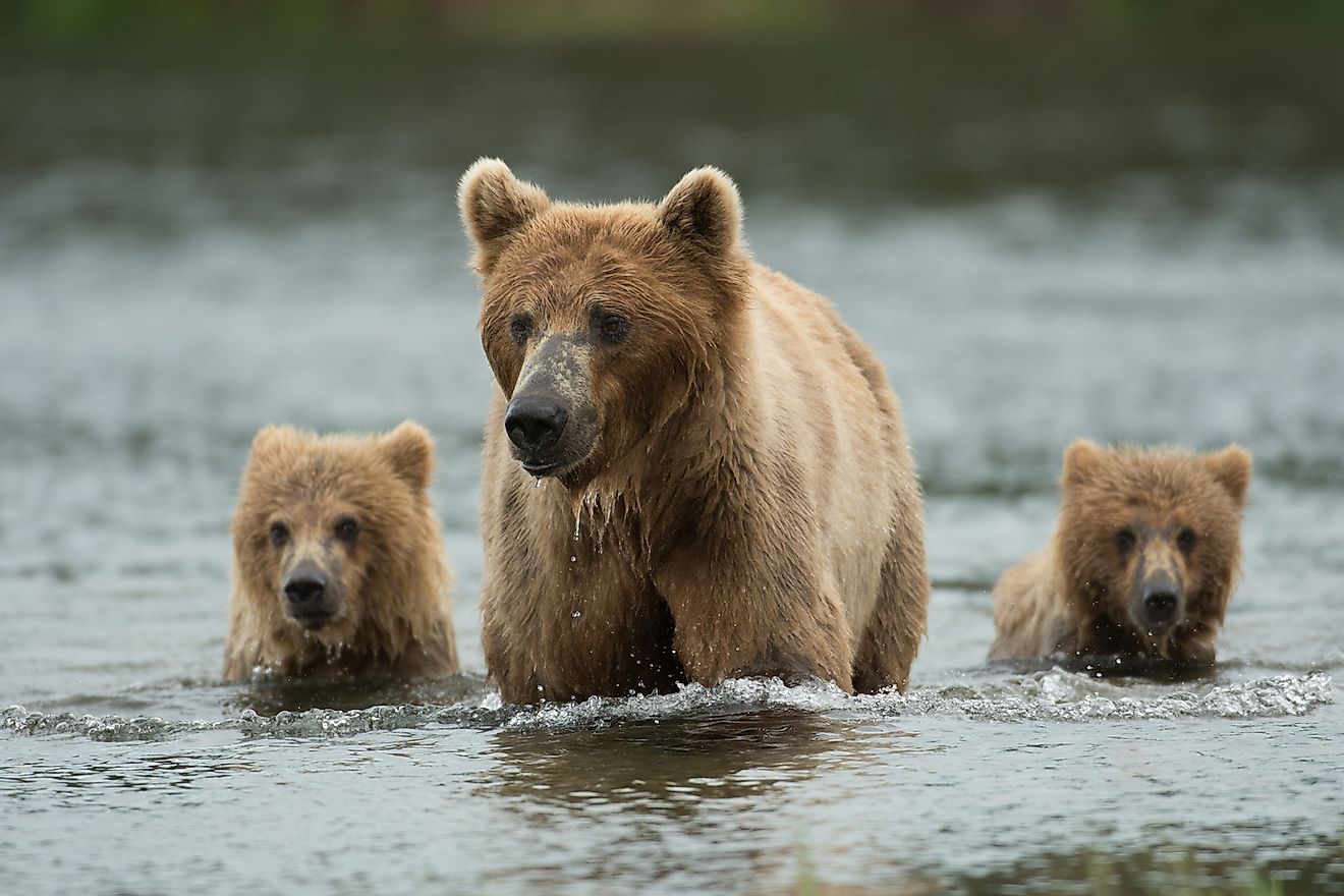 An Alaskan brown bear sow and two yearling cubs walking in the Brooks River at Katmai National Park, Alaska. Image credit: Tony Campbell/Shutterstock.com
