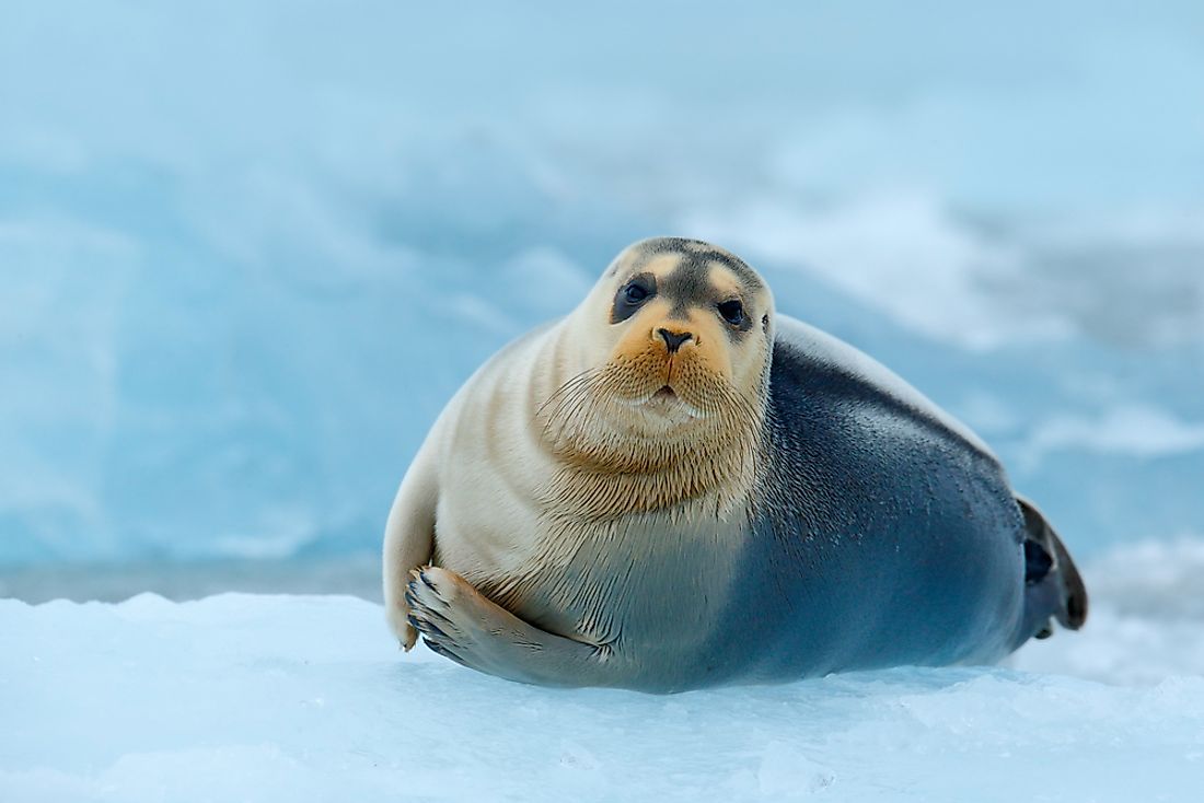A bearded seal.