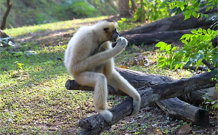 A female black crested gibbon or Nomascus noncolor.