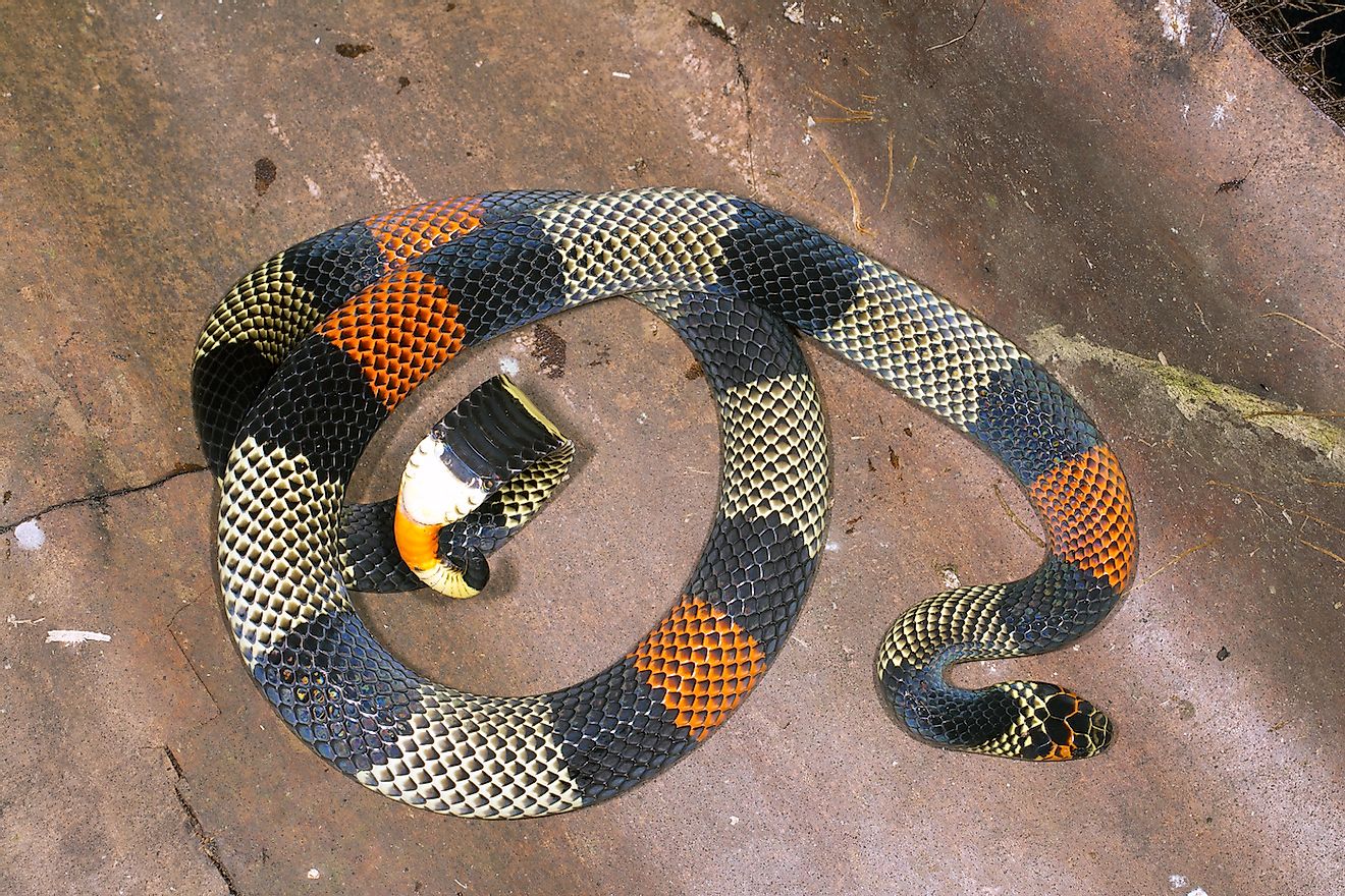 Amazonian Coral Snake (Micrurus spixii obscurus), Ecuador. Image credit: Dr Morley Read/Shutterstock.com