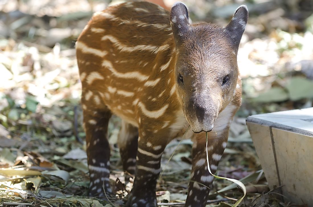 A young tapir. 