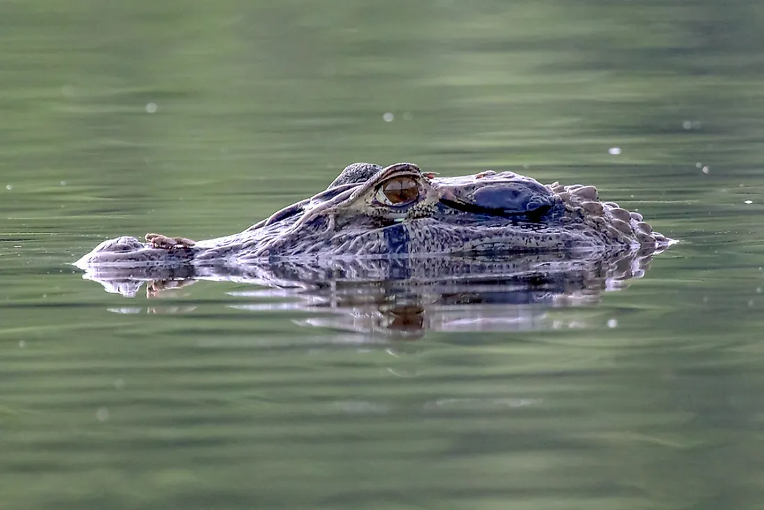 The Black Caiman is one of the largest crocodilian species. 