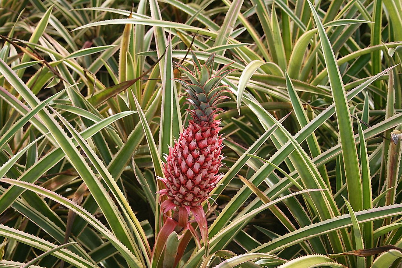 The pineapple plant is an example of a plant with stem suckers. Image credit: Diego Delso/Wikimedia.org