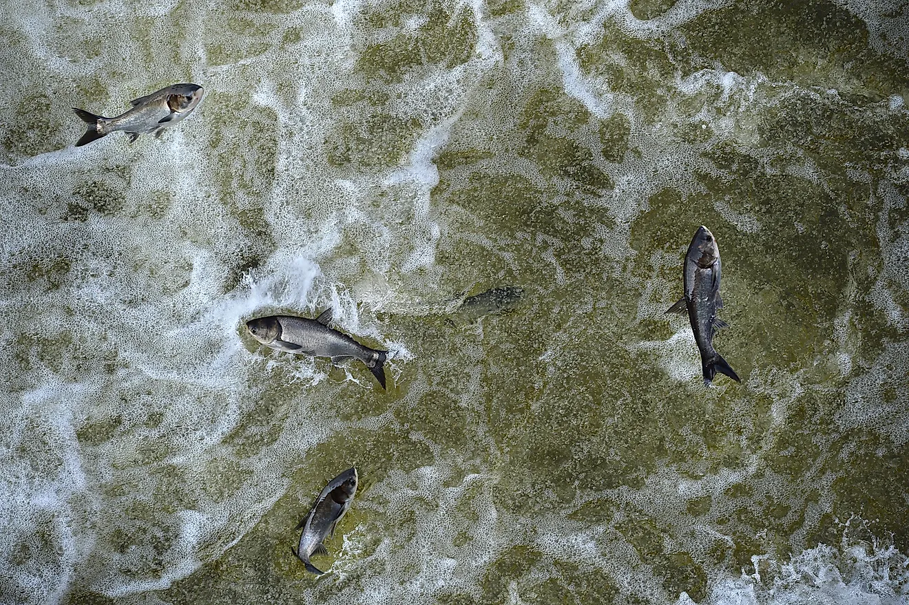 Invasive Asian carp in the tailwaters of Bagnell Dam on the Osage River that makes the lake of the Ozarks