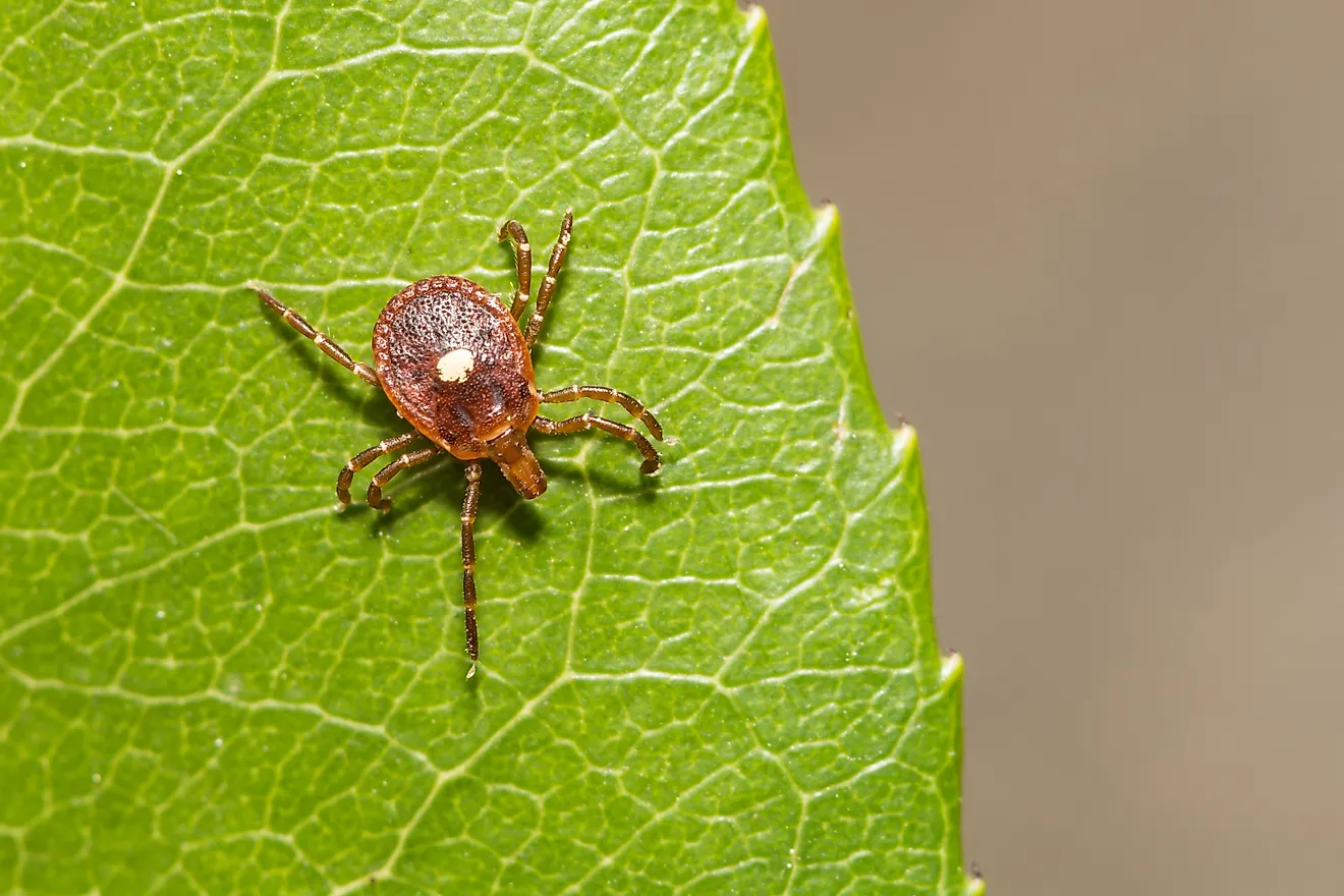 Lone Star Tick - Amblyomma americanum. 