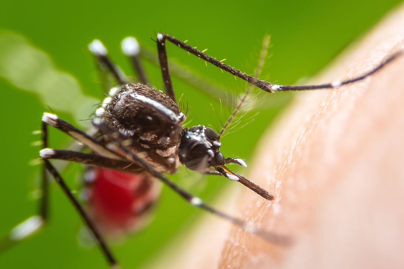 A mosquito bite can transmit deadly diseases. Image credit: Khlungcenter/Shutterstock.com