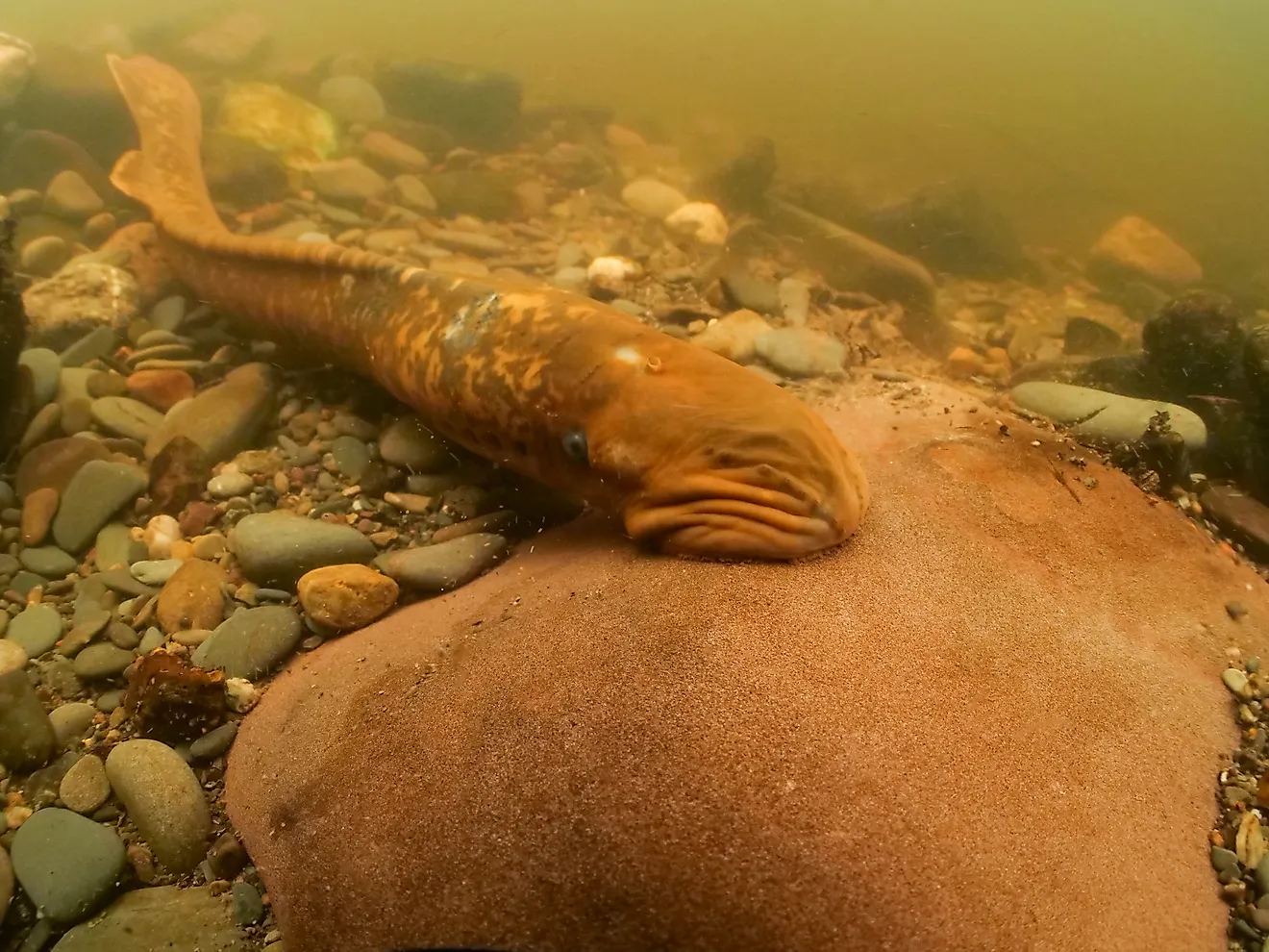 The sea lamprey is an invasive species that has wiped out trouts in most of the Great Lakes. 