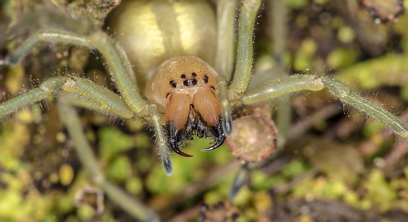 Yellow sac spider