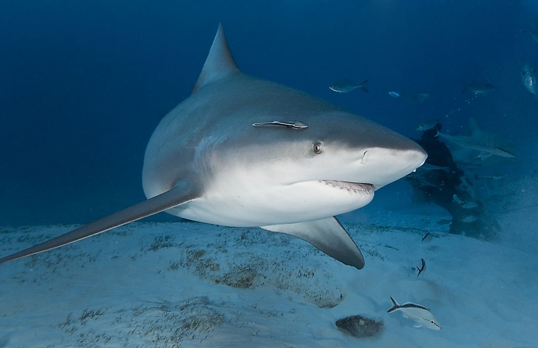 A bull shark in its natural habitat of deep water. 