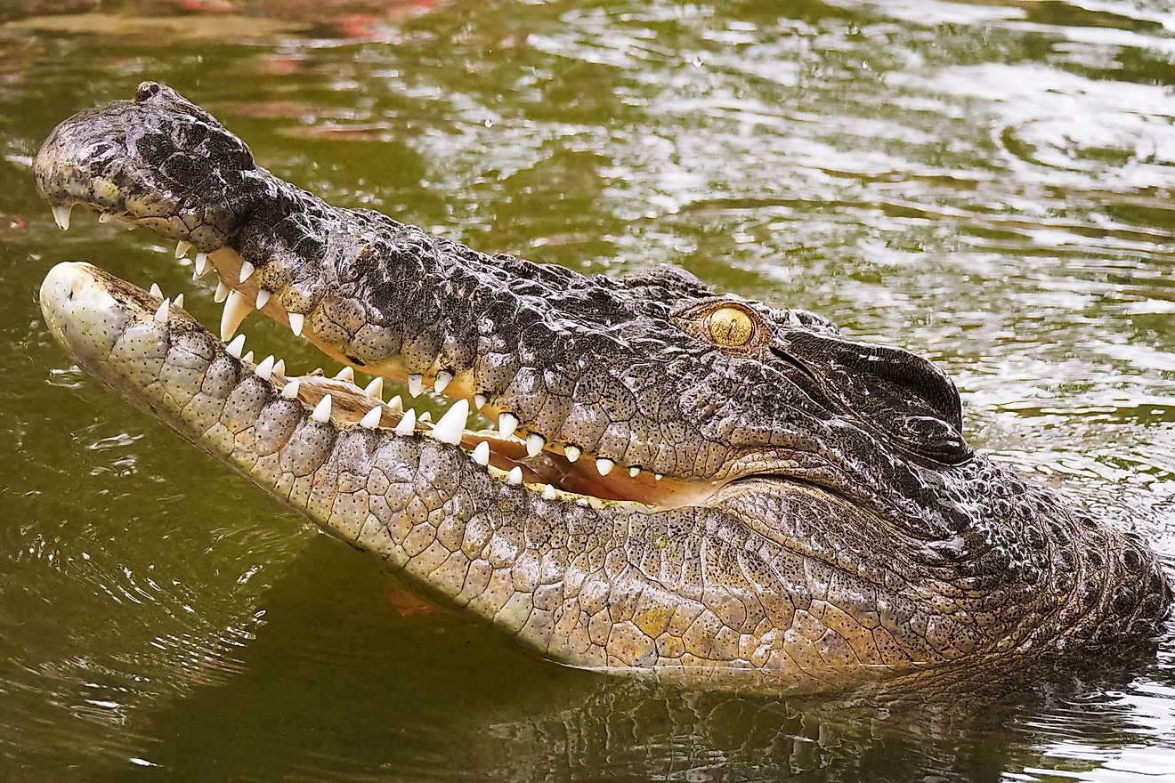 Australian saltwater crocodile head in North Queensland. 