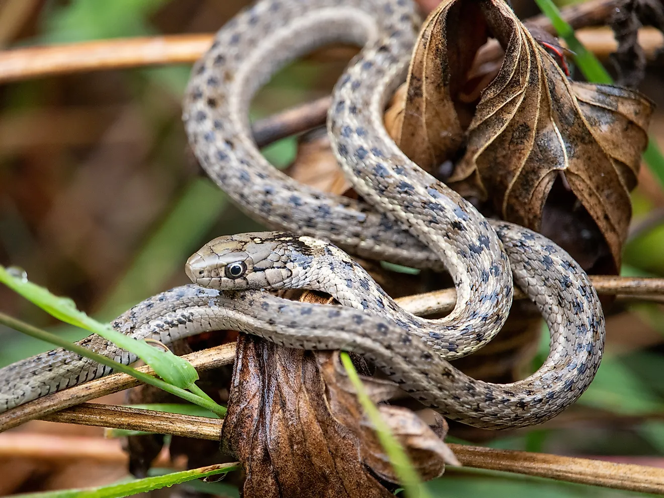 A Western Terrestrial Garter Snake