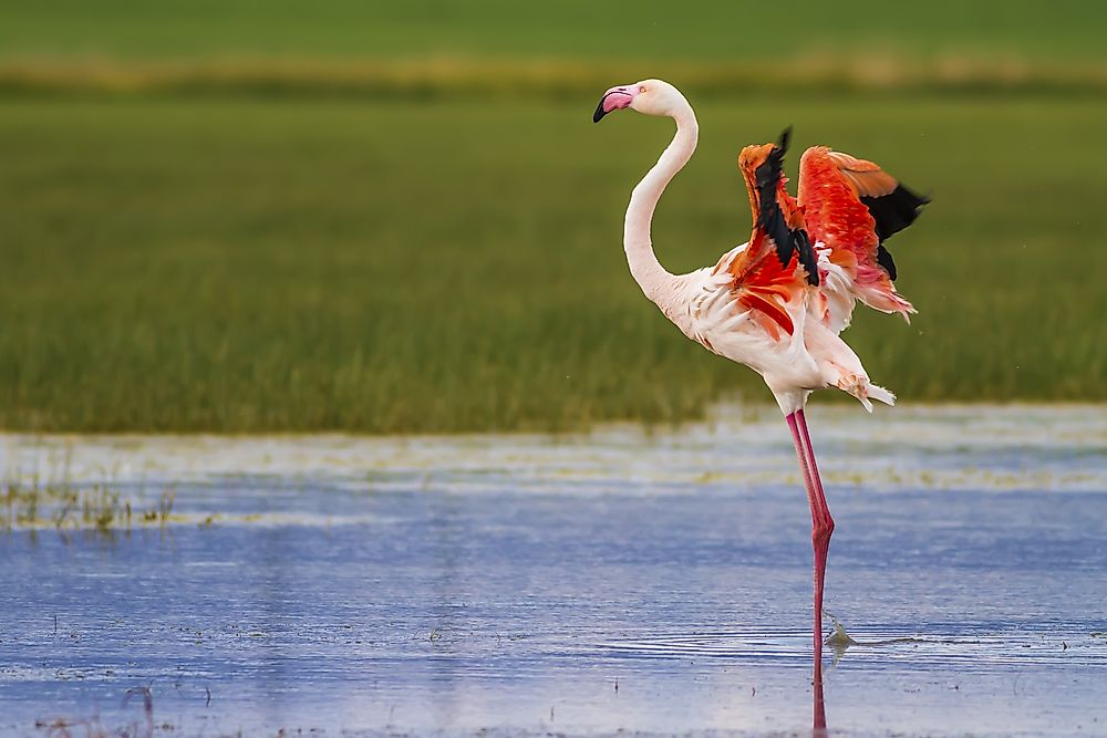 The greater flamingo is the world's largest.