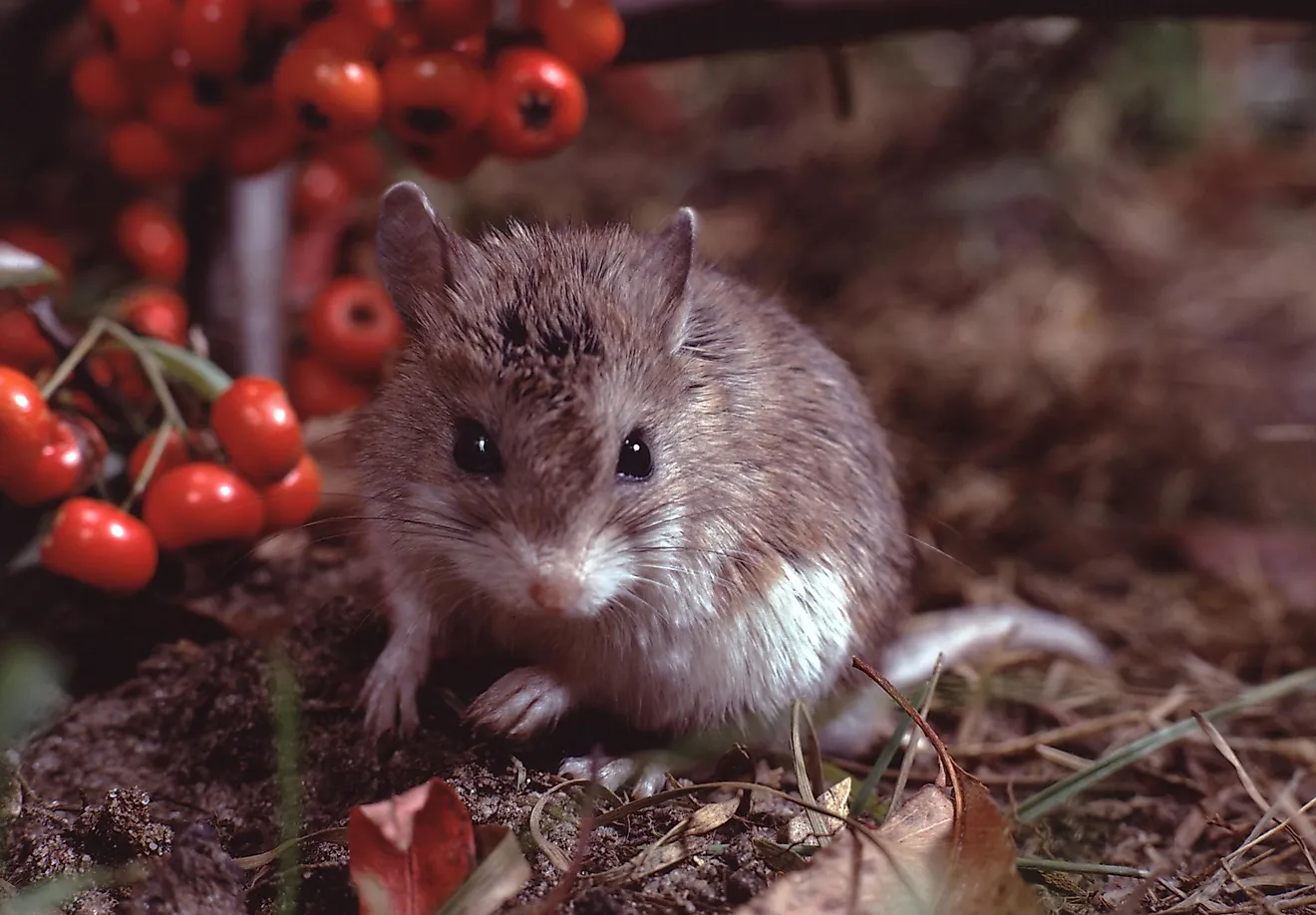 The grasshopper mice are omnivorous with the preference for the carnivorous menu.