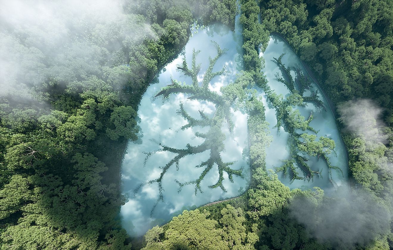 Tropical rainforests are the lungs of planet Earth. Image credit: Petrmalinak/Shutterstock.com