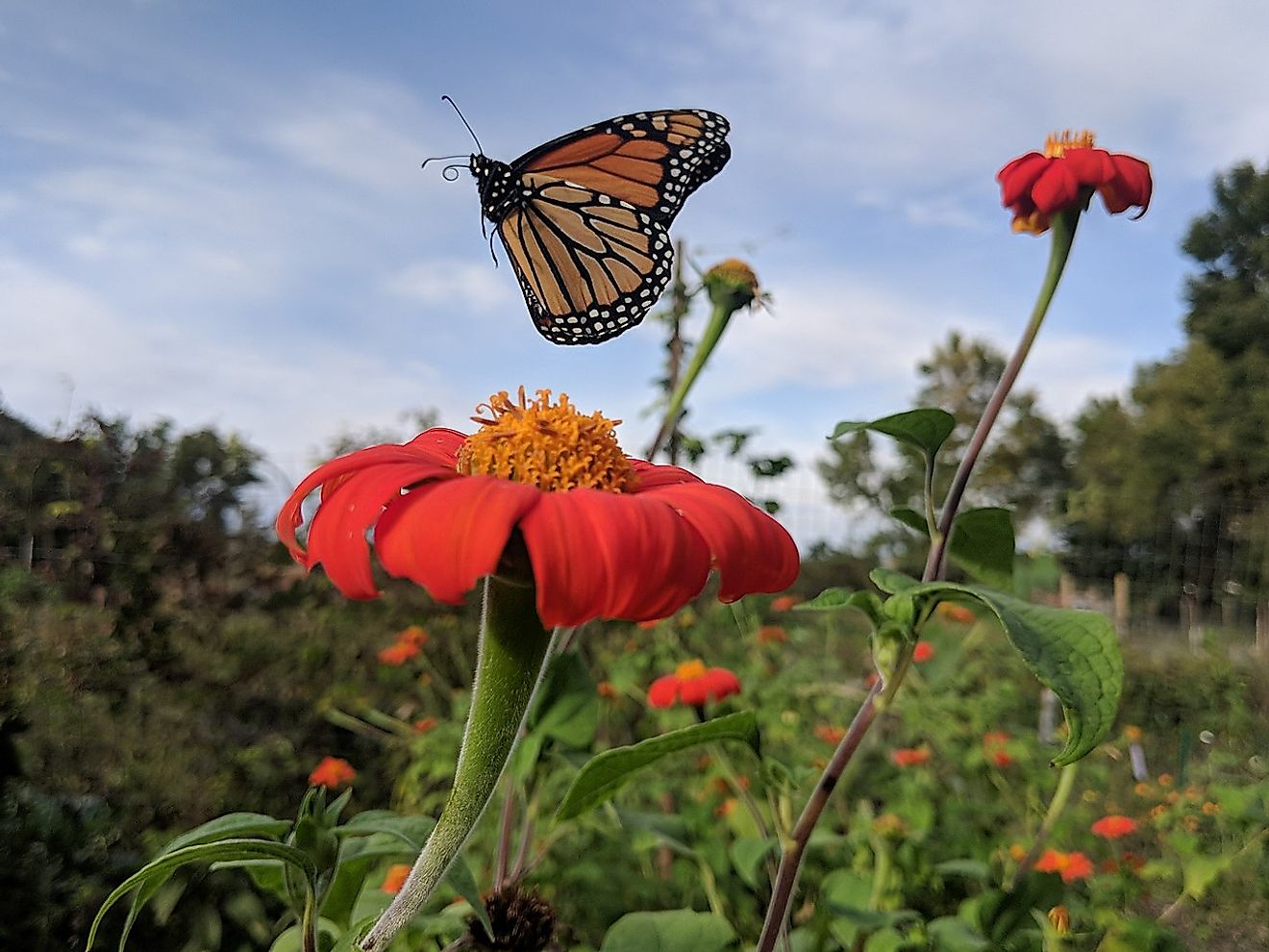 Monarch flying away from a Mexican sunflower. Image credit: Rbreidbrown/Wikimedia.org