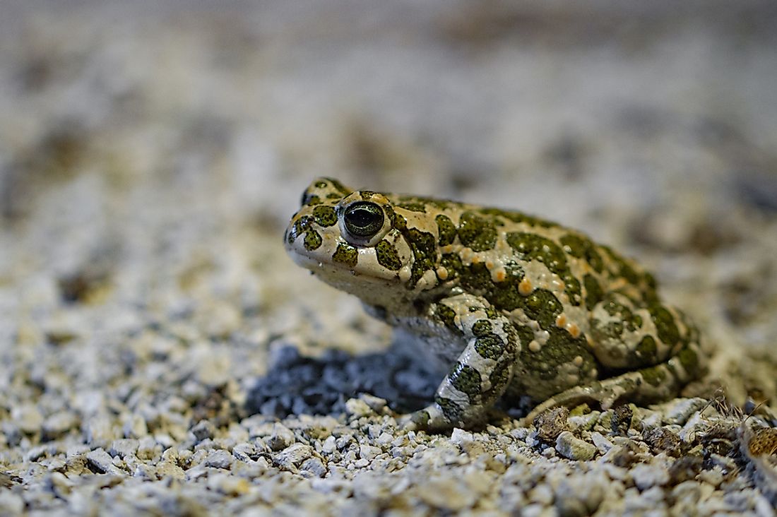European green toad. 