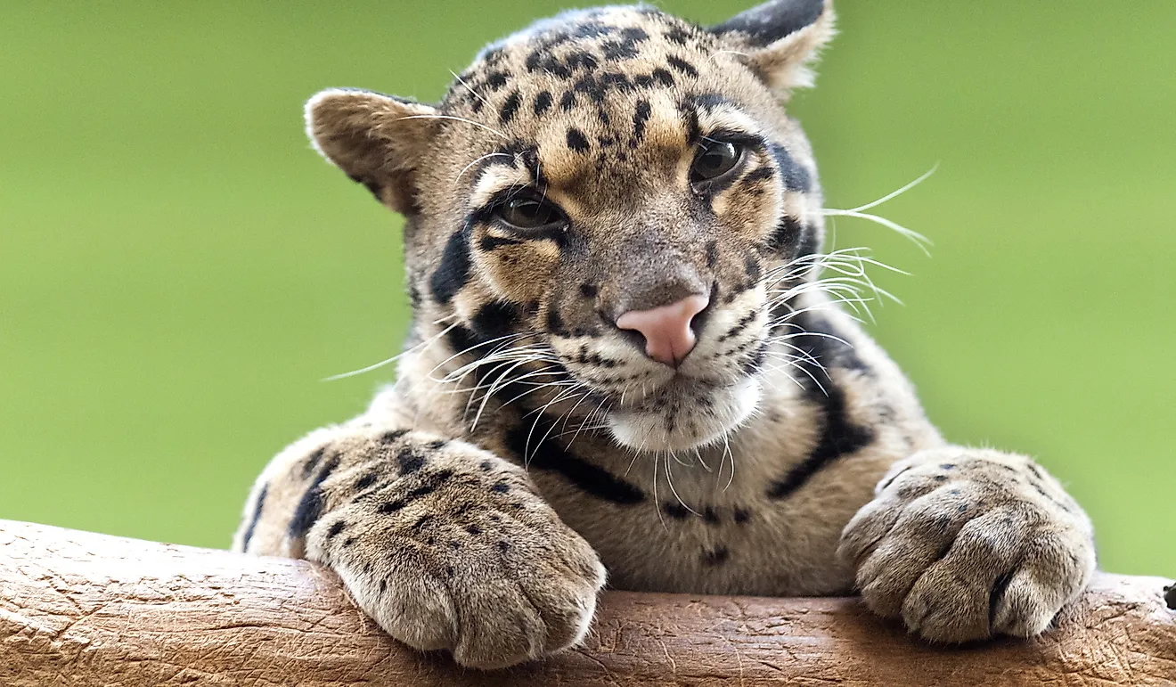 A clouded leopard on a tree.