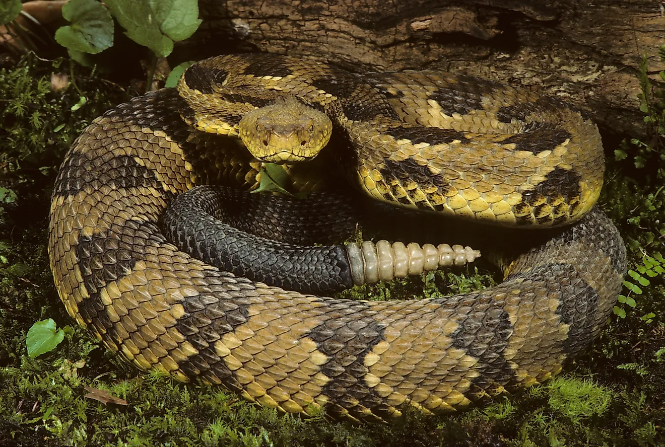Timber Rattlesnake coiled (Crotalus horridus h.)