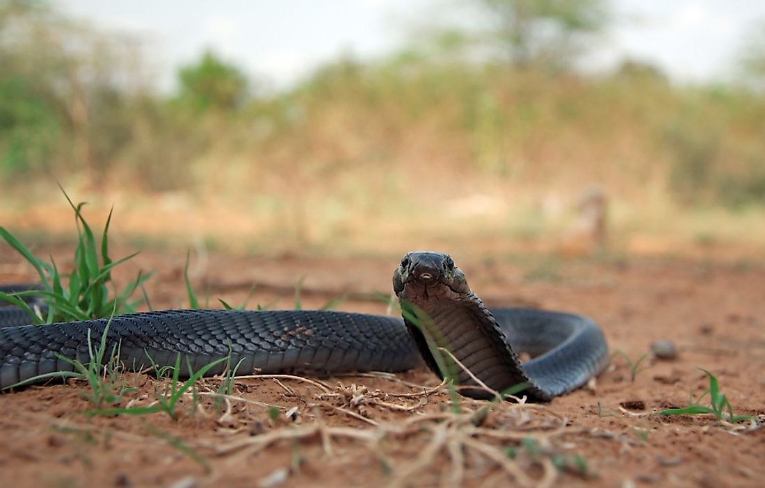 Indian Cobra is highly venomous. 