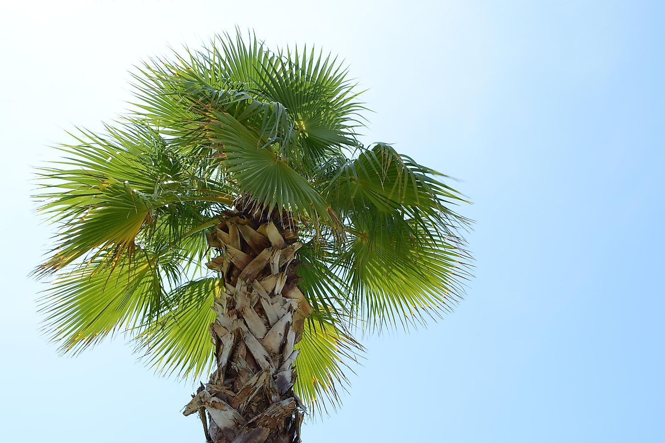 Sylvester Palm Tree