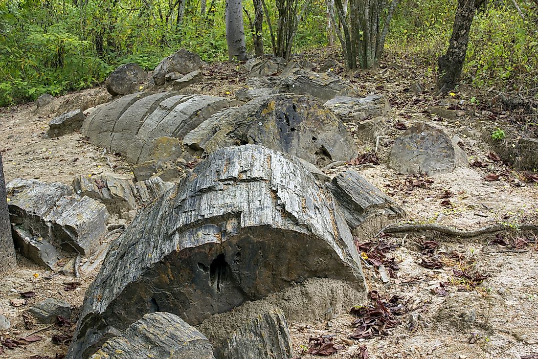 Puyango Petrified Forest has one of the world’s biggest collections of petrified trees. 